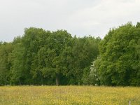 NL, Drenthe, Noordenveld, Nietap 31, Saxifraga-Hans Boll