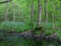 NL, Drenthe, Noordenveld, Nietap 38, Saxifraga-Hans Boll