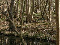 NL, Drenthe, Noordenveld, Nietap 4, Saxifraga-Hans Boll