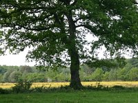 NL, Drenthe, Noordenveld, Nietap 40, Saxifraga-Hans Boll