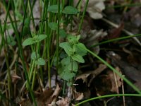 NL, Drenthe, Noordenveld, Nietap 43, Saxifraga-Hans Boll