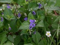 NL, Drenthe, Noordenveld, Nietap 44, Saxifraga-Hans Boll