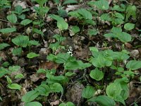 NL, Drenthe, Noordenveld, Nietap 45, Saxifraga-Hans Boll