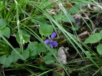 NL, Drenthe, Noordenveld, Nietap 50, Saxifraga-Hans Boll