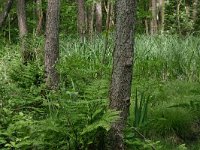 NL, Drenthe, Noordenveld, Nietap 55, Saxifraga-Hans Boll