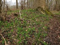 NL, Drenthe, Noordenveld, Nietap 58, Saxifraga-Hans Boll