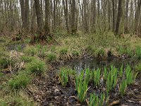 NL, Drenthe, Noordenveld, Nietap 61, Saxifraga-Hans Boll