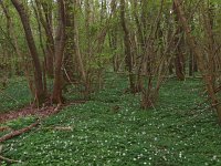 NL, Drenthe, Noordenveld, Roderwolde 5, Saxifraga-Hans Dekker