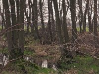 NL, Drenthe, Noordenveld, Stobbenland Leekstermeer 1, Saxifraga-Hans Dekker