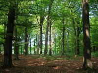 Adult Beech forest  Adult Beech forest during summer : Netherlands, Ontwijk, adult, beech, beech forest, beuk, beukenbos, biotoop, bladeren, bomen, boom, bos, creative nature, dark pants, donkerbroek, dutch, environment, estate, forest, friesland, green, groen, habitat, holland, landgoed, landscape, landschap, leaves, lente, natural, nature, natuur, natuurbeheer, natuurbeleid, natuurlijk, natuurlijke, natuurwet, nederland, old, omgeving, oud, rudmer zwerver, scenery, spring, summer, tree, trees, volwassen, voorjaar, zomer