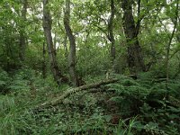 NL, Friesland, Terschelling, Griltjeplak 22, Saxifraga-Dirk Hilbersw