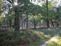 NL, Gelderland, Ede, Deelerwoud 4, Saxifraga-Bart Vastenhouw