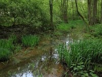 NL, Gelderland, Lochem, Stelkampsveld 19, Saxifraga-Hans Boll