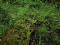 NL, Gelderland, Lochem, Stelkampsveld 23, Saxifraga-Hans Boll