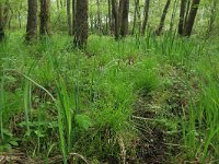 NL, Gelderland, Lochem, Stelkampsveld 3, Saxifraga-Hans Boll