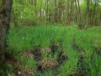 NL, Gelderland, Lochem, Stelkampsveld 4, Saxifraga-Hans Boll