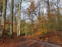 NL, Gelderland, Renkum, Hemelse Berg 3, Saxifraga-Tom Heijnen