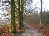 NL, Gelderland, Rheden, Middachten 2, Saxifraga-Henk Sierdsema