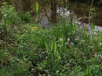 NL, Gelderland, Rheden, Middachten 24, Saxifraga-Hans Boll