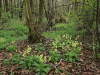 NL, Gelderland, Rheden, Middachten 35, Saxifraga-Hans Boll