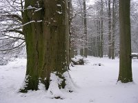 NL, Gelderland, Rheden, NP Veluwezoom 1, Saxifraga-Henk Sierdsema