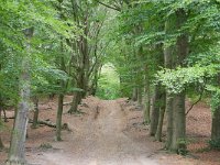 NL, Gelderland, Rheden, Nationaal Park Veluwezoom near De Steeg 3, Saxifraga-Tom Heijnen