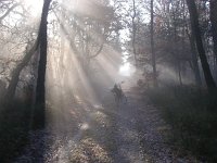 NL, Gelderland, Rozendaal, Imbosch 14, Saxifraga-Henk Sierdsema