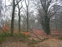 NL, Gelderland, Rozendaal, Imbosch 4, Saxifraga-Henk Sierdsema