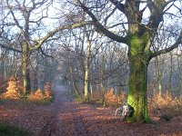 NL, Gelderland, Rozendaal, Imbosch 9, Saxifraga-Henk Sierdsema