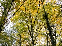 NL, Gelderland, Voorst, Oude Bandijk 5, Saxifraga-Bart Vastenhouw