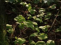 NL, Groningen, Westerwolde, Lieftinghsbroek 13, Saxifraga-Hans Boll