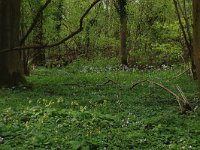 NL, Limburg, Echt-Susteren, Doort 100, Saxifraga-Hans Boll