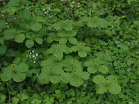 NL, Limburg, Echt-Susteren, Doort 108, Saxifraga-Hans Boll