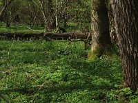 NL, Limburg, Echt-Susteren, Doort 110, Saxifraga-Hans Boll