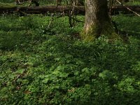 NL, Limburg, Echt-Susteren, Doort 111, Saxifraga-Hans Boll