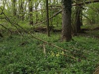 NL, Limburg, Echt-Susteren, Doort 12, Saxifraga-Hans Boll