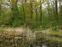 NL, Limburg, Echt-Susteren, Doort 130, Saxifraga-Hans Boll