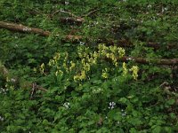 NL, Limburg, Echt-Susteren, Doort 14, Saxifraga-Hans Boll