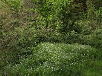 NL, Limburg, Echt-Susteren, Doort 142, Saxifraga-Hans Boll