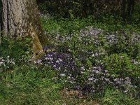 NL, Limburg, Echt-Susteren, Doort 148, Saxifraga-Hans Boll