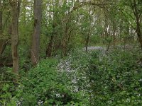 NL, Limburg, Echt-Susteren, Doort 2, Saxifraga-Hans Boll