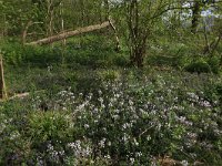 NL, Limburg, Echt-Susteren, Doort 21, Saxifraga-Hans Boll