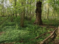 NL, Limburg, Echt-Susteren, Doort 29, Saxifraga-Hans Boll