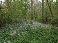 NL, Limburg, Echt-Susteren, Doort 3 Saxifraga-Hans Boll