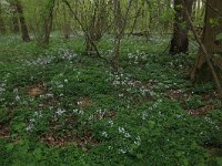 NL, Limburg, Echt-Susteren, Doort 32, Saxifraga-Hans Boll