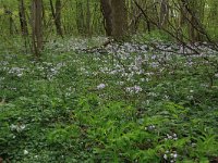 NL, Limburg, Echt-Susteren, Doort 36, Saxifraga-Hans Boll