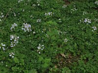 NL, Limburg, Echt-Susteren, Doort 37, Saxifraga-Hans Boll