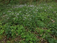 NL, Limburg, Echt-Susteren, Doort 4, Saxifraga-Hans Boll