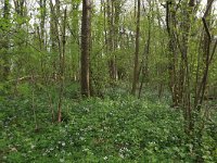 NL, Limburg, Echt-Susteren, Doort 40, Saxifraga-Hans Boll