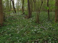 NL, Limburg, Echt-Susteren, Doort 42, Saxifraga-Hans Boll